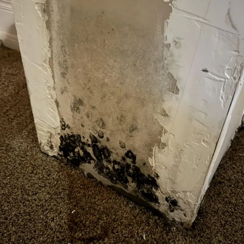 Professional Mold Removal in Chemung County, NY